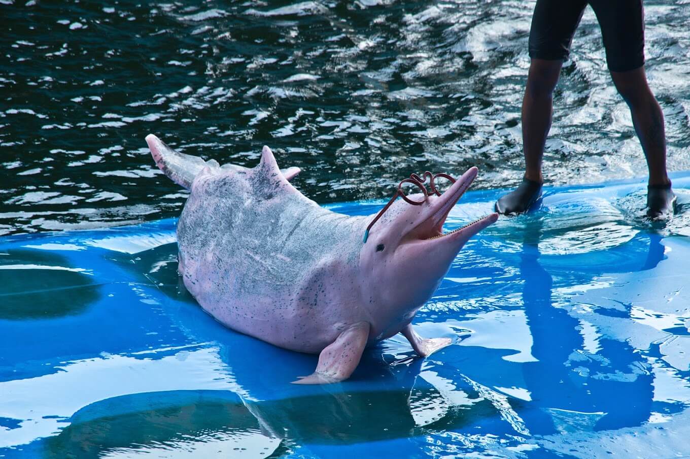 pattaya-floating-market-entrance-fee-opening-hours-more