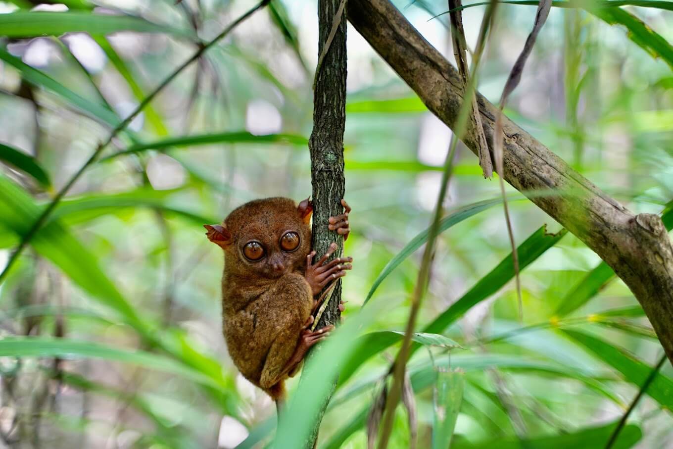 Philippine Tarsier Sanctuary | Entrance Fee, Opening Hours & More