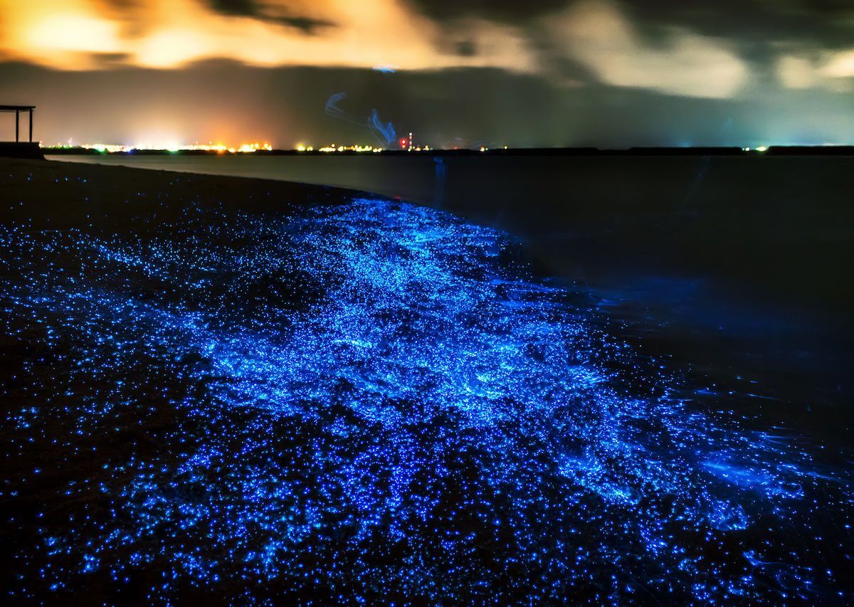 Plankton Beach