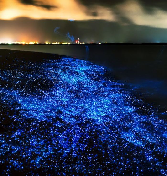 Plankton Beach