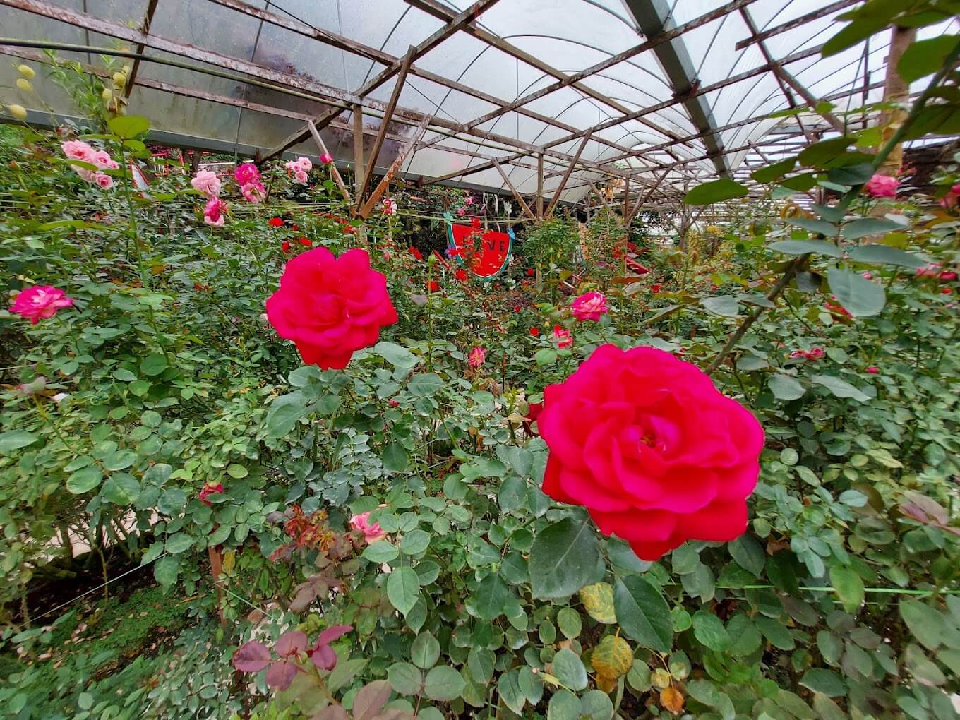 Rose Valley