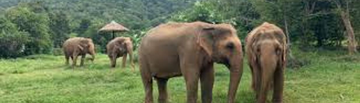 Samui Elephant Sanctuary Chaweng Noi