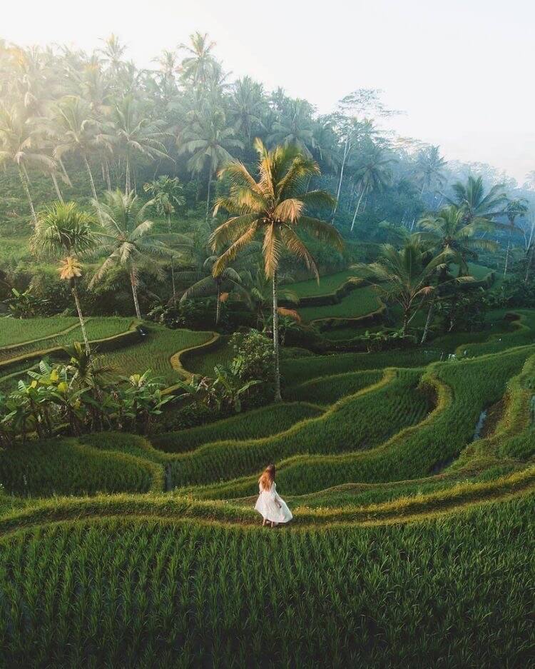 Tegalalang Rice Terrace