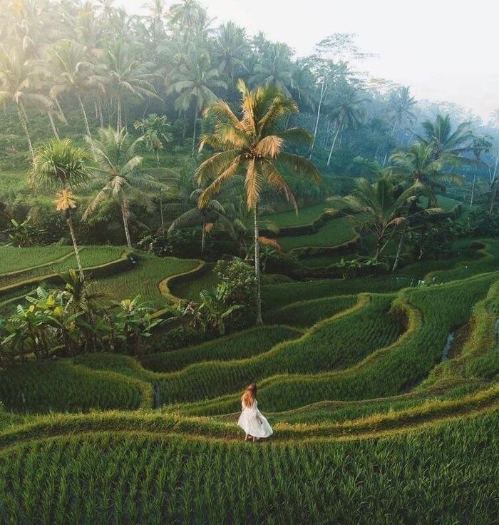 Tegalalang Rice Terrace