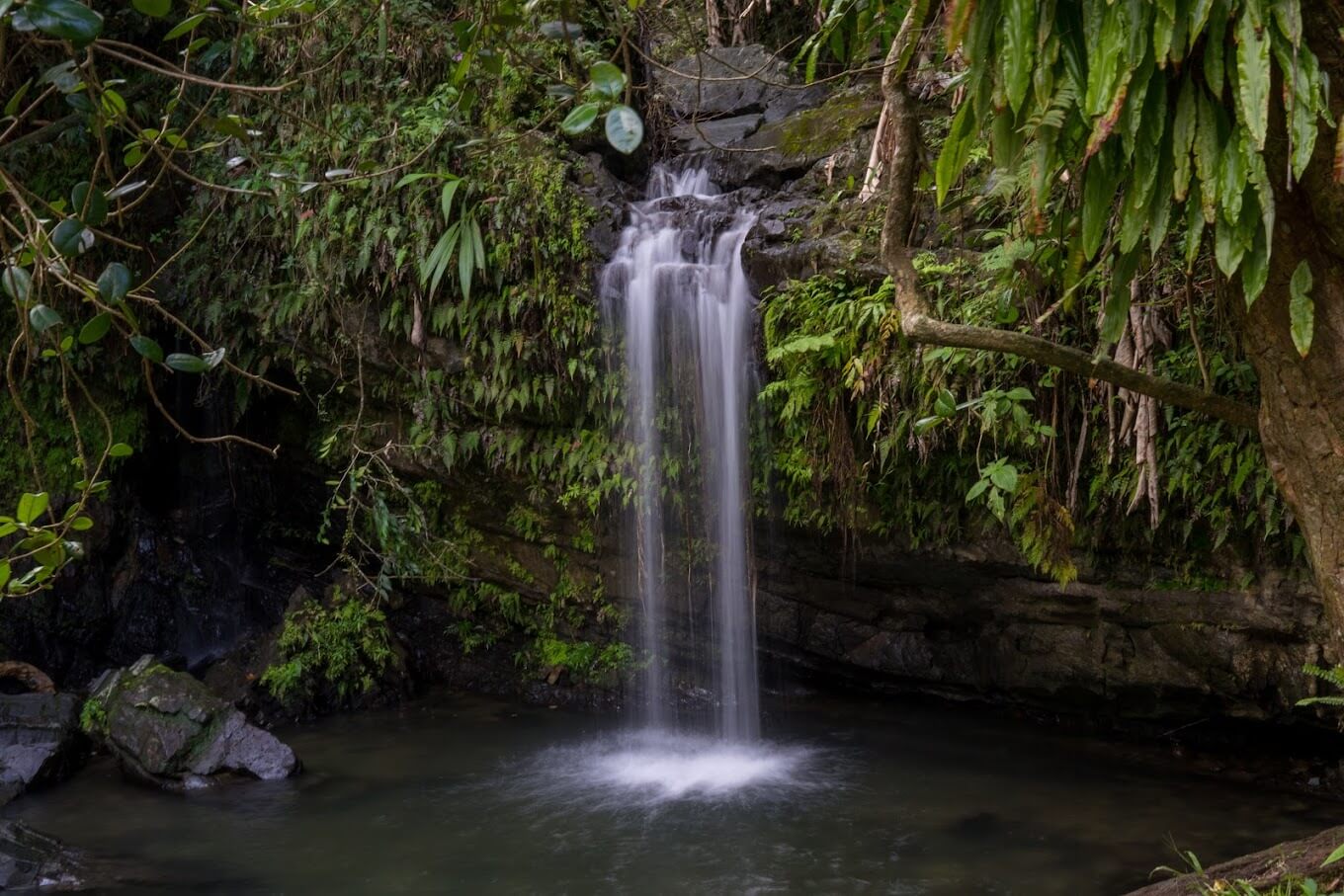 The El Yunque Rainforest Entrance Fee, Opening Hours & More