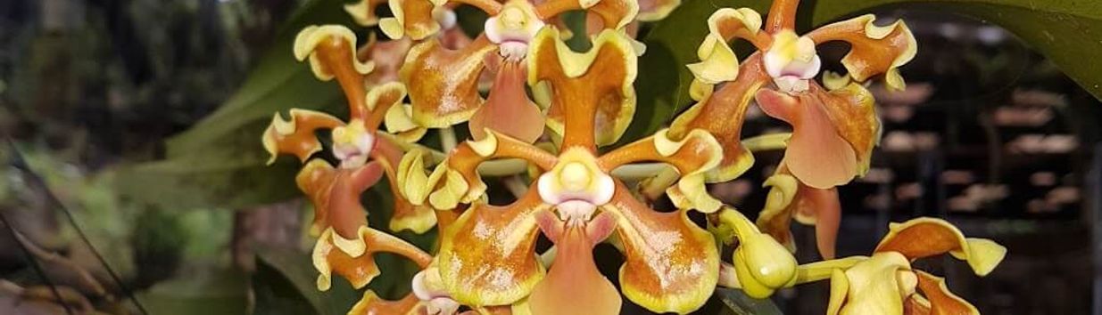 The Orchid House
