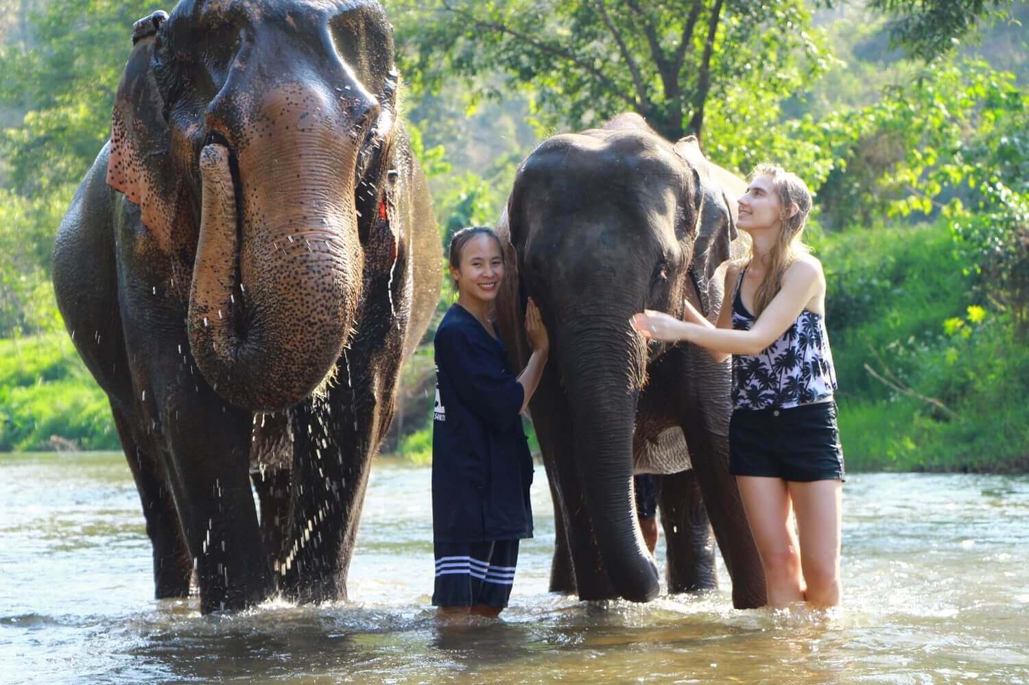 3 Best Elephant Sanctuaries To Visit Chiang Mai