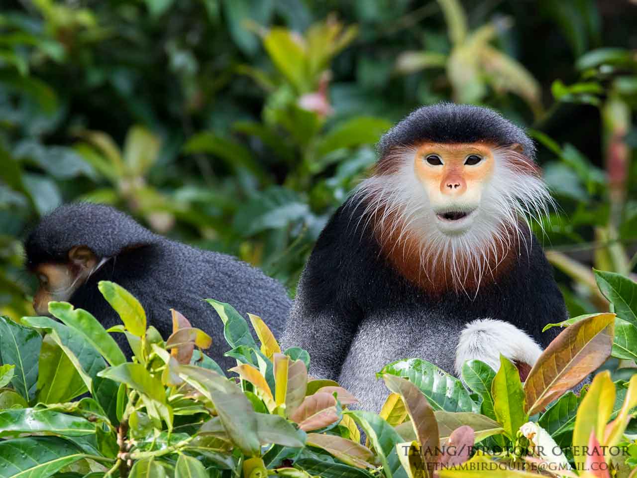 Monkeys in Vietnam
