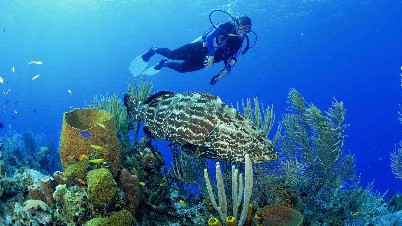 Top 10 Scuba Diving Sites in Bali: Best Locations, Costs & Travel Guide