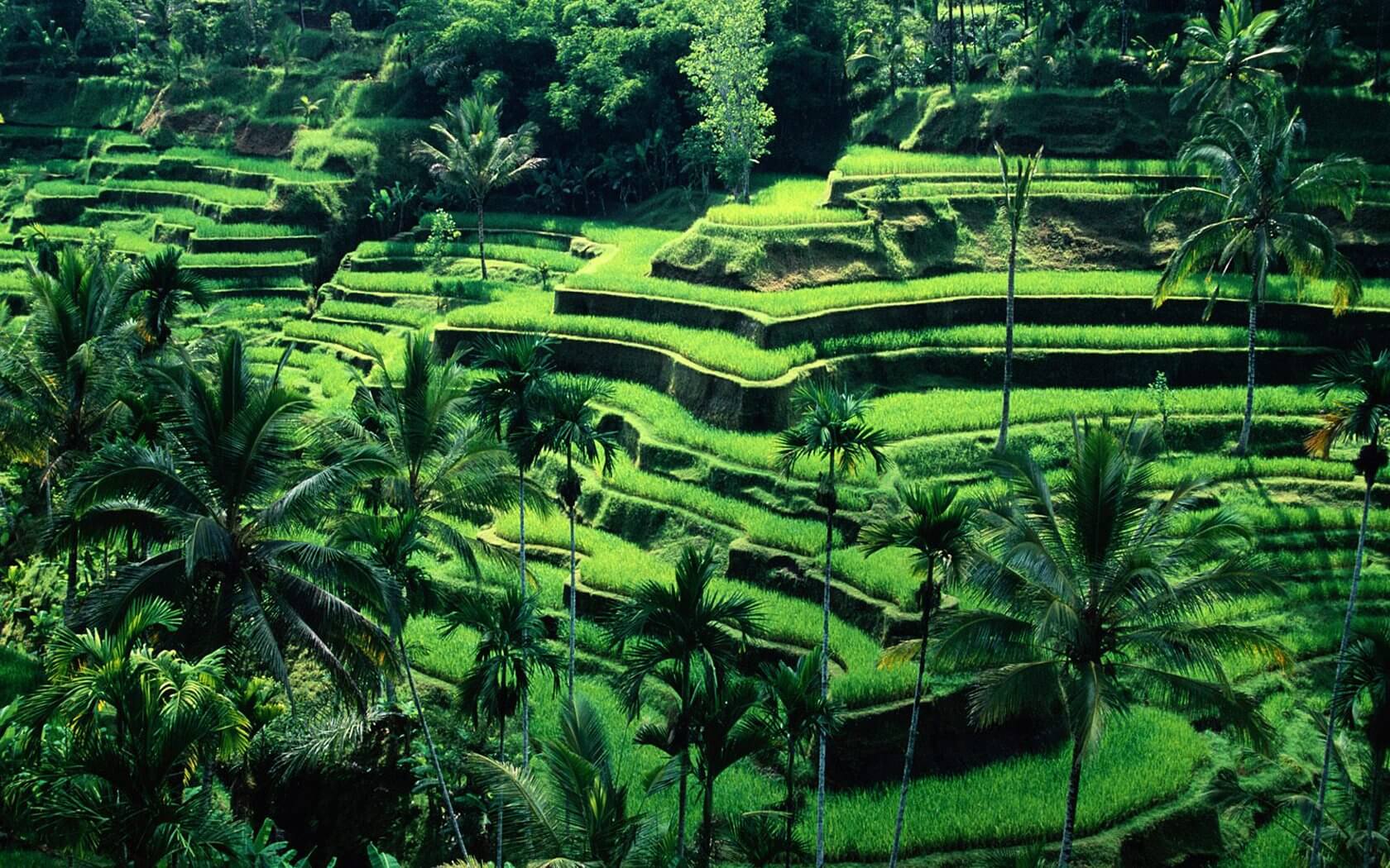 Top 5 Most Instagrammable Places in Bali