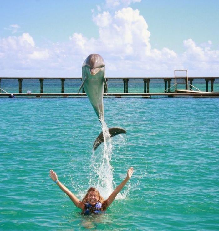 Dolphin Explorer