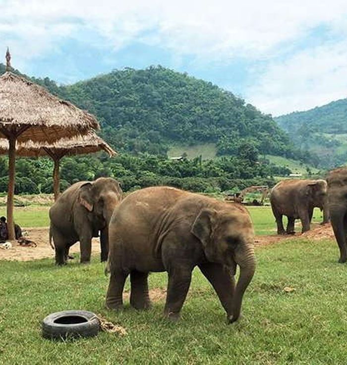 Elephant Jungle Sanctuary Chiang Mai