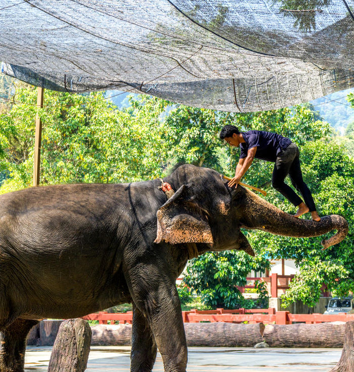 Kuala Gandah National Elephant Conservation Centre