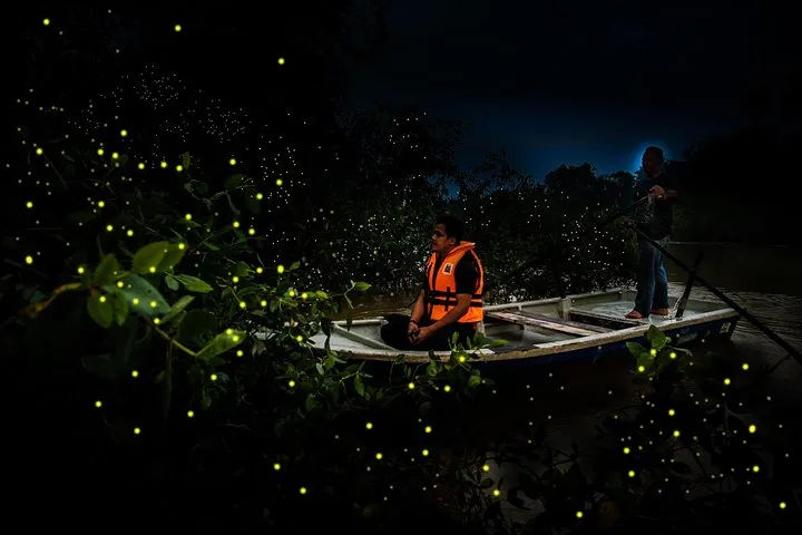 Kuala Selangor Fireflies