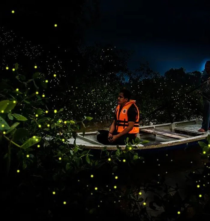 Kuala Selangor Fireflies