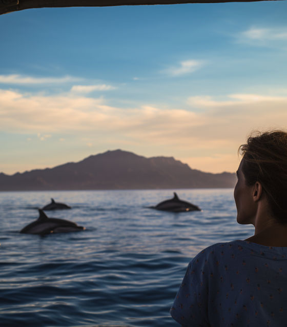 Lovina Dolphin Watching & Snorkeling Adventure  