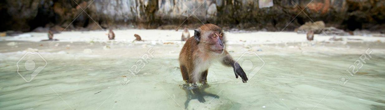 Monkey Beach