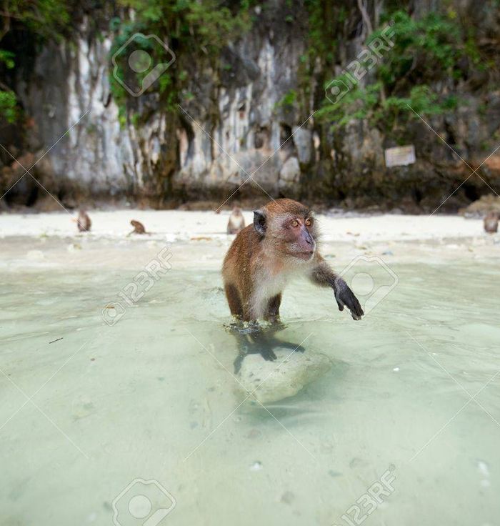 Monkey Beach