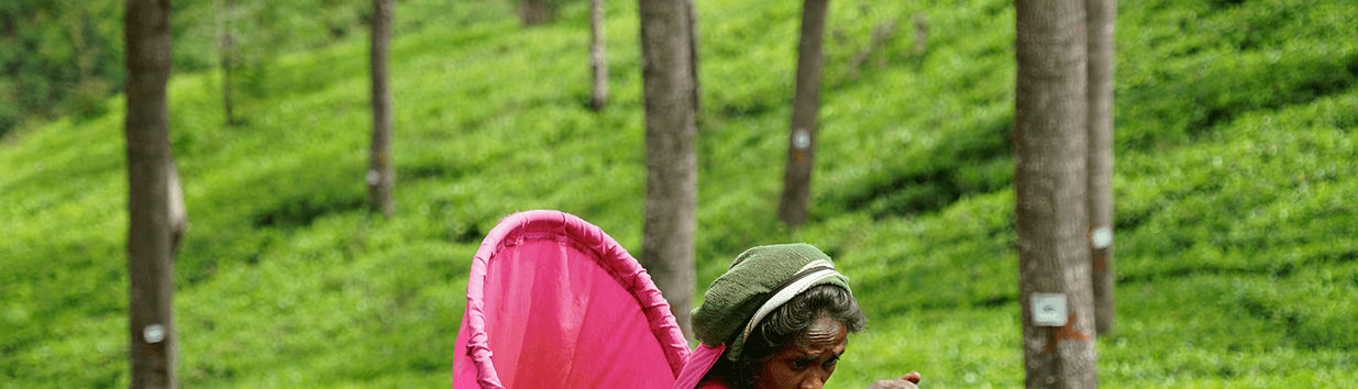 Pedro Tea Estate