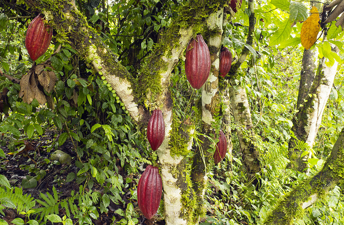 Rainforest Chocolate