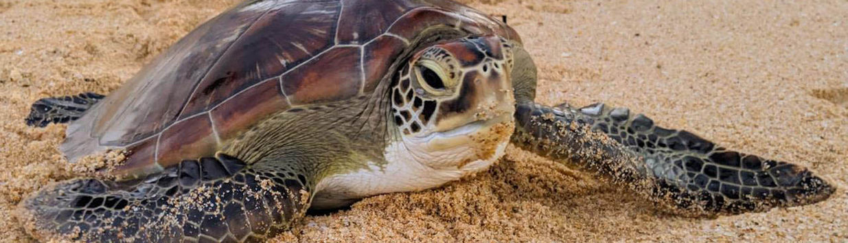Sea Turtle Conservation Project