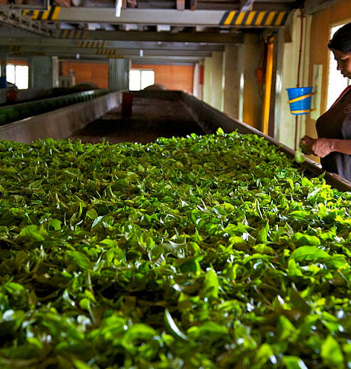 Tea Factory
