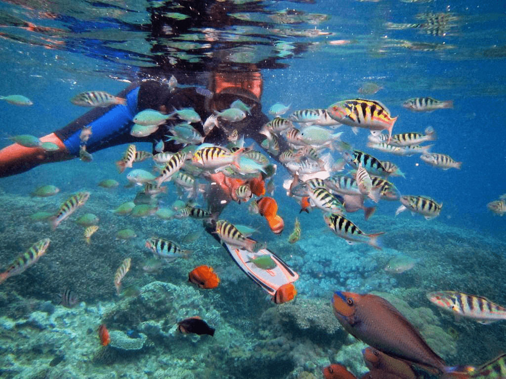Snorkeling in Nusa Lembongan