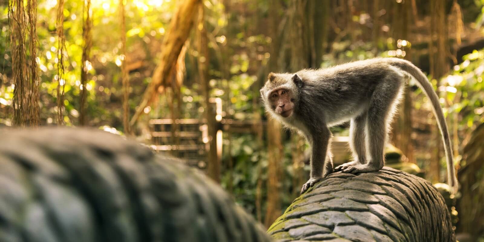 Get your visa to see the monkeys in Bali