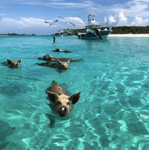 Swim with the swimming pigs of Exuma