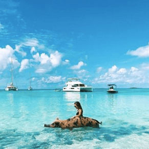 Swim with the swimming pigs of Exuma
