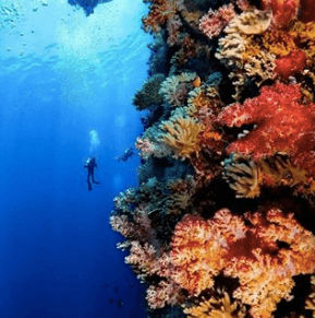 Snorkeling in the Great Barrier Reef