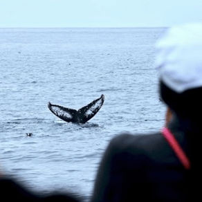 Whale watch in Manitoba