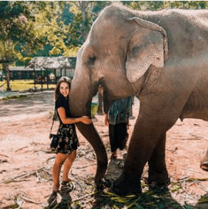 elephants in Chiang Mai
