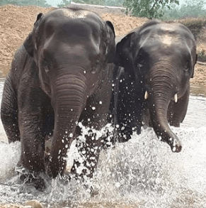 elephants in Chiang Mai sanctuary