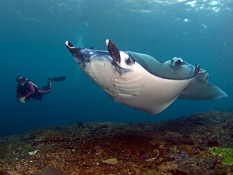 Diving in Nusa Penida with Mola Mola's