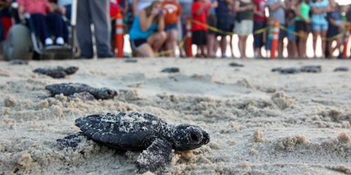 Releasing sea turtles in Kuta, Bali