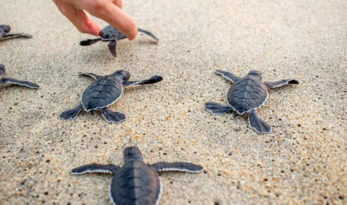 turtle sanctuary kuta
