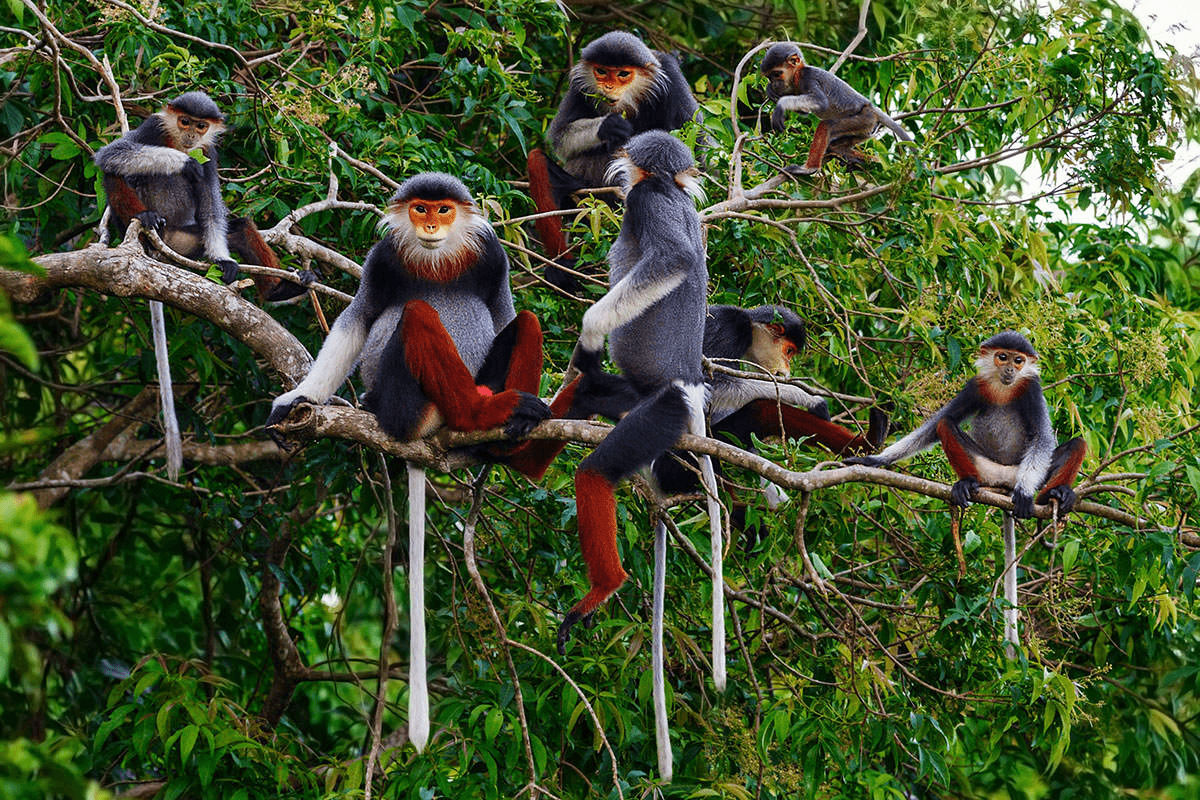 Monkey Mart - viet nam