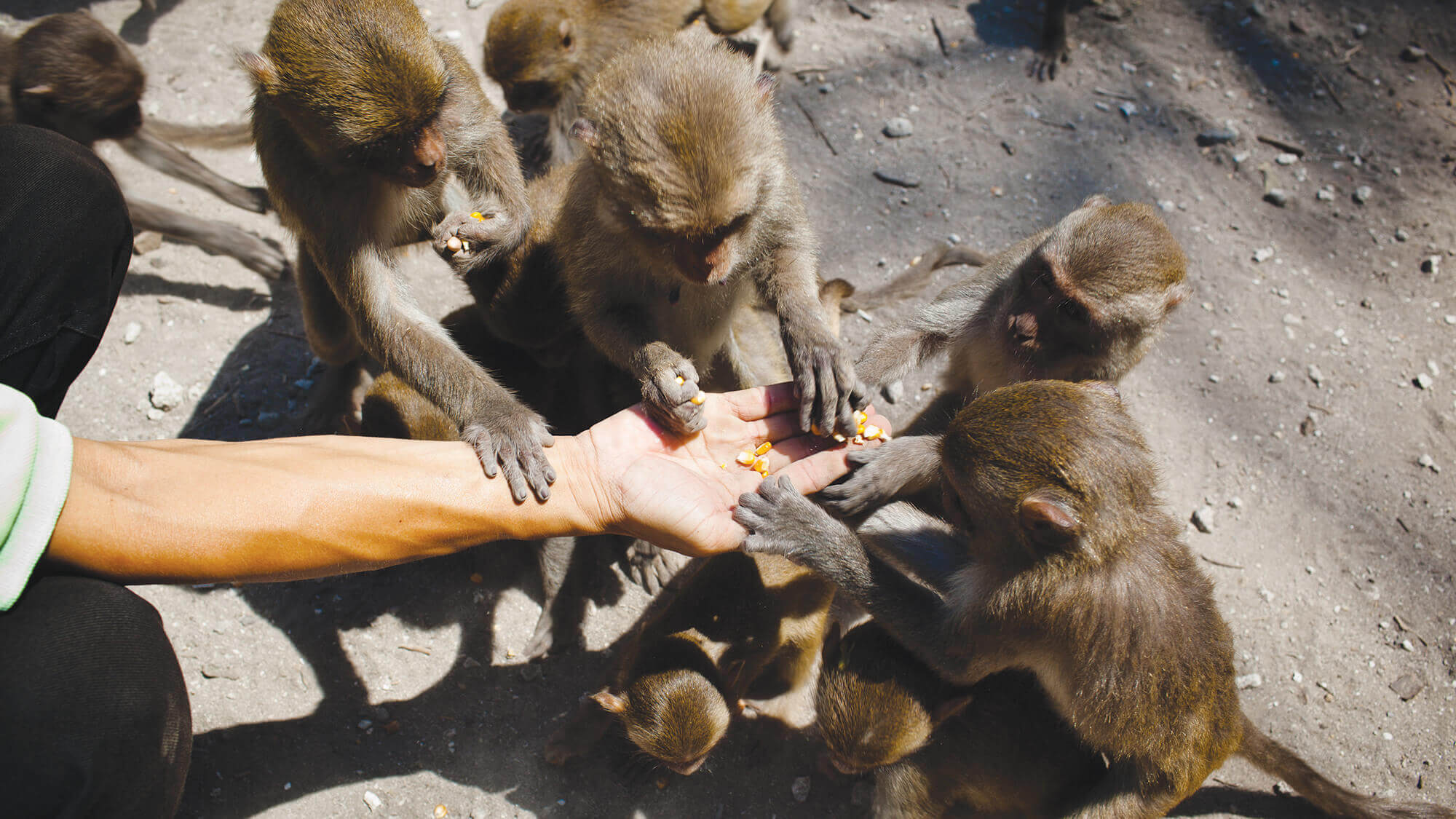 Can Gio Monkey Island, Vietnam