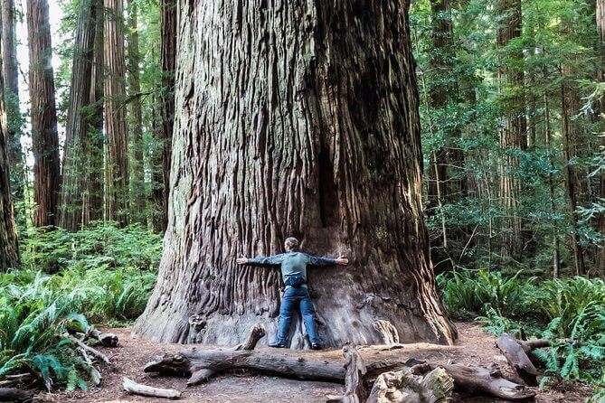 21+ Muir Woods From San Francisco