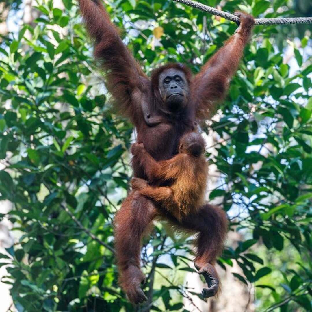 Semenggoh Nature Reserve, Borneo