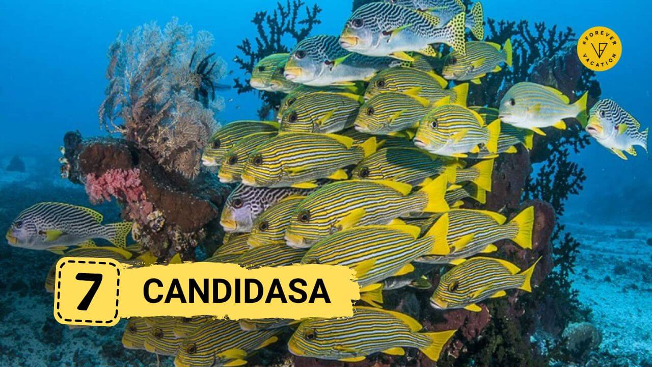Candidasa