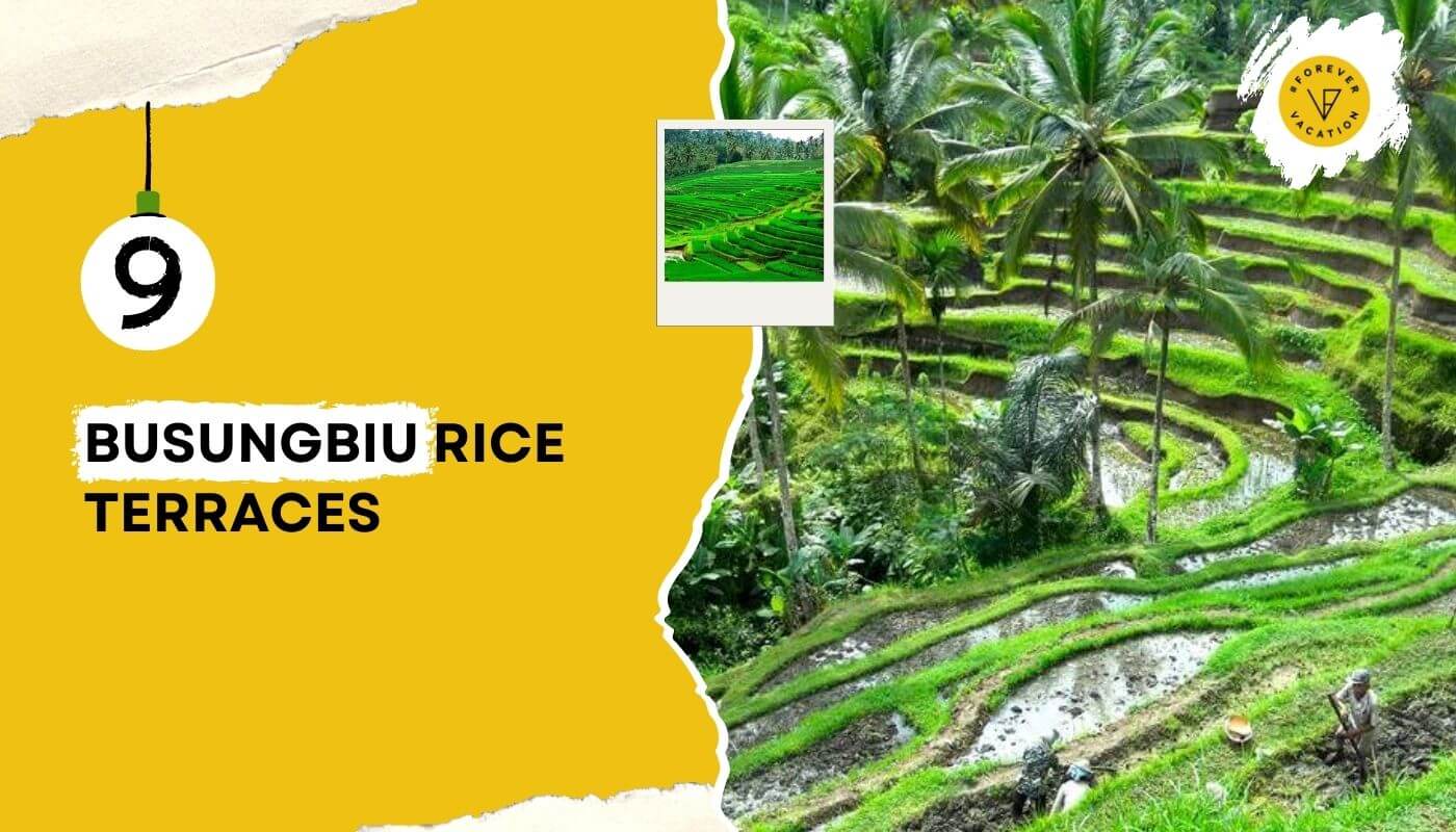 Busungbiu Rice Terraces