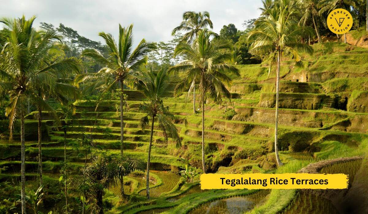 Tegalalang Rice Terraces