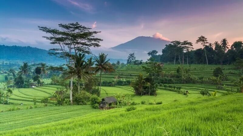 Rice Terraces, Bali