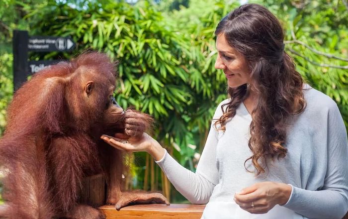 Bali Breakfast with Orangutans & ATV Adventure