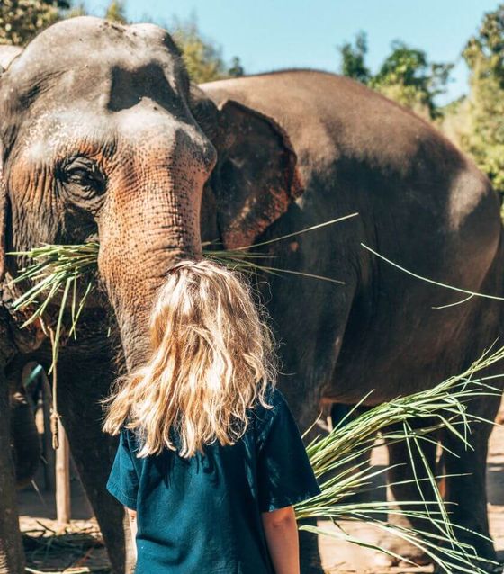 Elephant Sanctuary and Batik Painting Tour