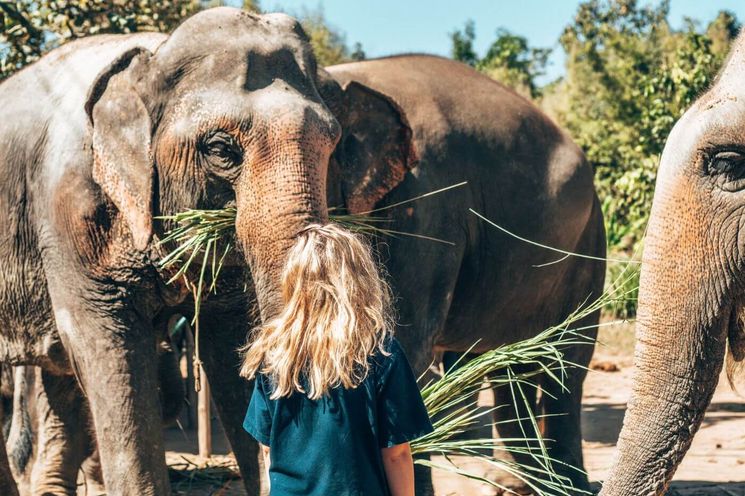 Kuala Lumpur Elephant Sanctuary and Batik Painting Tour