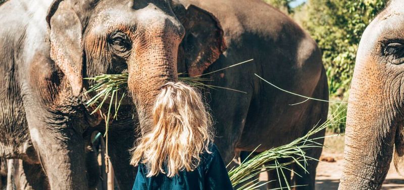 Kuala Lumpur Elephant Sanctuary and Batik Painting Tour