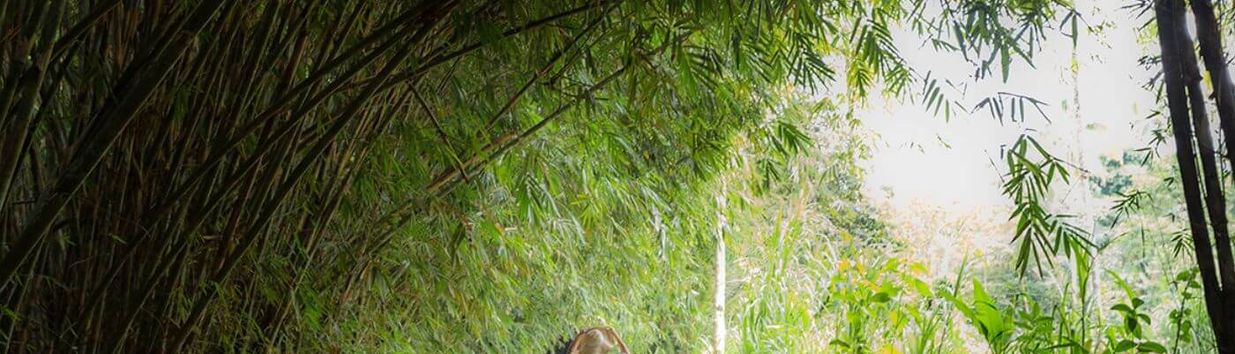 Bamboo Forest At Penglipuran Village